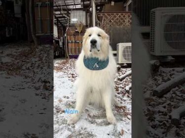 Alain アラン #greatpyrenees #todaysrunrun #グレートピレニーズ #今日のルンルン