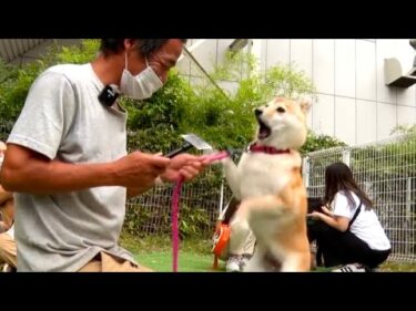 【わかりやすい】犬の問題行動改善マニアル vol.1