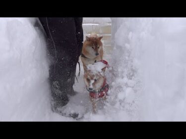 例年の３倍以上の大雪で庭がとんでもないことになってます。。