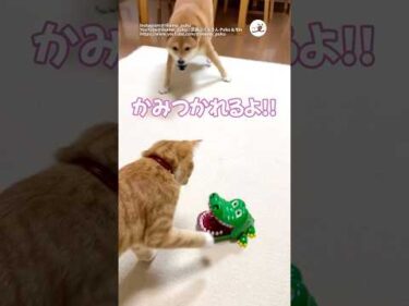 ニャンコの危機を心配するワンコ🐊🦷🔥｜PECO #犬と猫 #柴犬#茶トラ #犬と猫のいる暮らし #dogandcat #shiba #redtabby #dogandcatlife