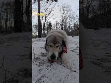 Belle ベル #greatpyrenees #todaysrunrun #グレートピレニーズ #今日のルンルン