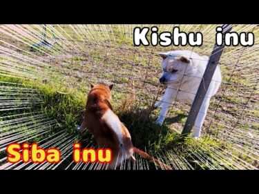 【日本犬】柴犬 VS 紀州犬