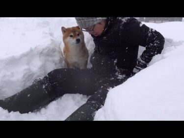 大雪の中何度も外へ出る柴犬。その理由が優しすぎた。