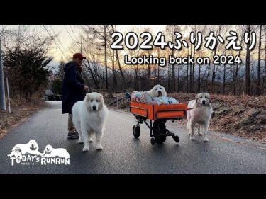 2024年ふりかえり　1年間ありがとうございました　Great Pyrenees　グレートピレニーズ