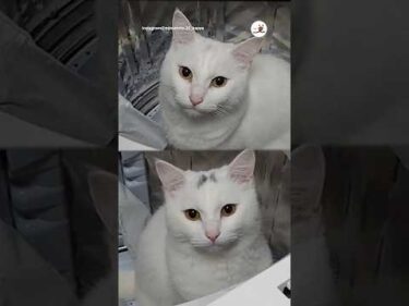 2024年、猫さんに起きた変化｜PECO #白猫 #猫 #愛猫家 #猫のいる暮らし #whitecat #cat #catlover #catlife