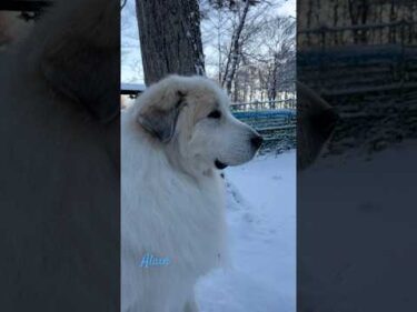 Alain アラン #greatpyrenees #todaysrunrun #グレートピレニーズ #今日のルンルン