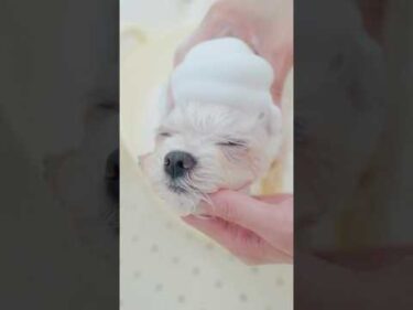 癒しすぎてだんだん眠くなっちゃうトリミング/She Gets Sleepier and Sleepier from Relaxing Dog Grooming #shorts