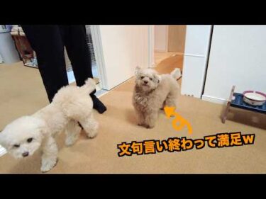 忘年会で帰りが遅いパパを待ちすぎて犬語で文句を言いまくる兄妹犬【トイプードル】