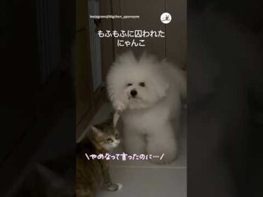 【欲望に負けた結果】もふもふの罠にかかったニャンコ｜PECO #犬と猫 #ビションフリーゼ #犬と猫のいる暮らし #dogandcat #bichonfrise #dogandcatlife