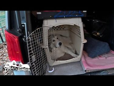 ずっと車待機だったけど騒がずお利口だったベルです　Great Pyrenees　グレートピレニーズ