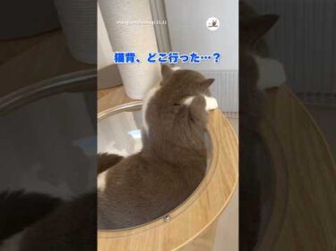 実は結構気持ちいい体勢かもしれない…｜PECO #ハチワレ #猫 #愛猫家 #猫のいる暮らし #cat #catlover #catlife