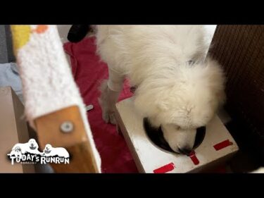 増量したご飯をペロリと平らげた食欲旺盛のルンルンです　Great Pyrenees　グレートピレニーズ