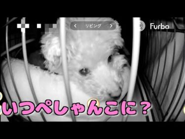 愛犬にあげた保温ベッドがぺしゃんこになってるので寝る時の様子を覗き見てみたら…【トイプードル】