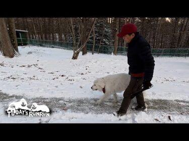 雪が嬉しくてドッグランの端から端まで張り切って歩いたルンルンです　Great Pyrenees　グレートピレニーズ