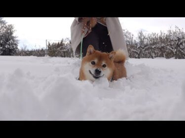 ヤバすぎる大雪で柴犬ハチ、限界突破へ。