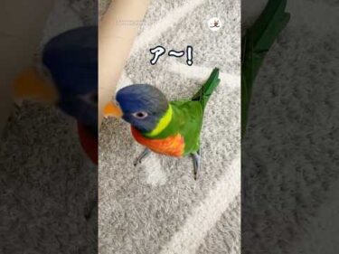 朝から喜びMAXなインコさん｜PECO #ゴシキセイガイインコ #オウム #鳥 #鳥のいる暮らし #rainbowlorikeet #parrot #bird  #birdlover