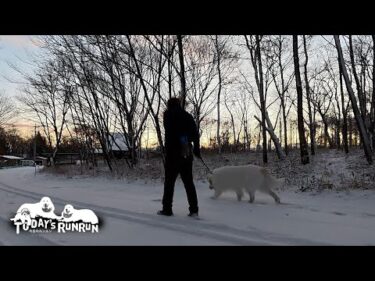 大好きな雪道を張り切ってお散歩したアランとベルです　Great Pyrenees　グレートピレニーズ