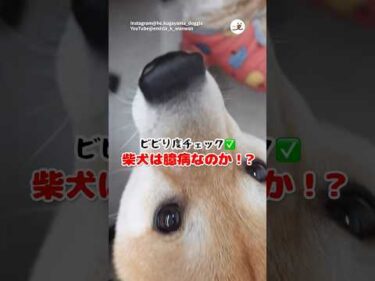 怖いものは怖い…！｜PECO #柴犬 #シーズー #柴犬のいる暮らし #柴犬大好き #shiba #shihtzu #shibainulife #shibainulove