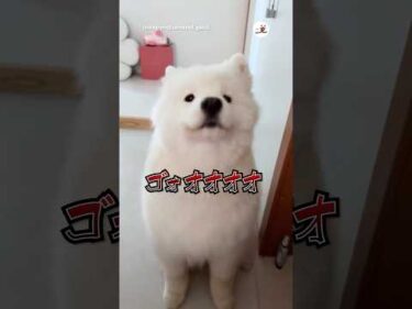 見た目に騙されてはいけない｜PECO #サモエド #大型犬 #愛犬家 #大型犬のいる生活 #samoyed #dog #doglover #samoyedlove #samoyedlife