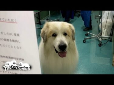 本当に10歳？パピースマイルでお父さんを出迎えるアランです　Great Pyrenees　グレートピレニーズ