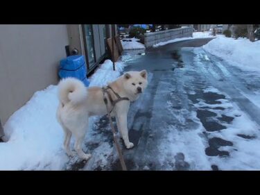 【秋田犬ゆうき】大人なので雪遊びに興じる飼い主には付き合わず黙って雪のにおいを嗅ぐ【akita dog】