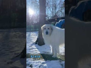 Alain アラン #greatpyrenees #todaysrunrun #グレートピレニーズ #今日のルンルン