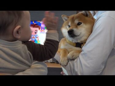 柴犬は赤ちゃんから目が離せない！成長した姿に感動した瞬間。