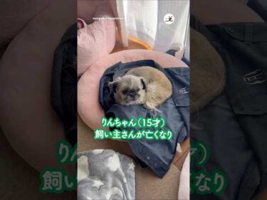 15才ワンコの新しい犬生｜PECO #保護犬 #愛犬家 #保護犬のいる暮らし #rescueddog #rescueddoglife #doglover