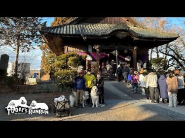 みんなで初詣へ行ったルンルンとアランとベルです　Great Pyrenees　グレートピレニーズ