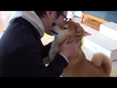 柴犬はパパが数時間いないと、ドラマのようなおかえりを見せてくれる。