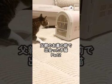 父親のお墓の前で出会った子猫の話Part2｜PECO #保護猫 #愛猫家 #保護猫のいる暮らし #rescuedcat #catlover #rescuedcatlife