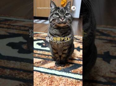 さぁここで問題です｜PECO #猫の鳴き声 #キジトラ #猫 #愛猫家 #猫のいる暮らし #meowingcat #browntabby #cat #catlover #catlife