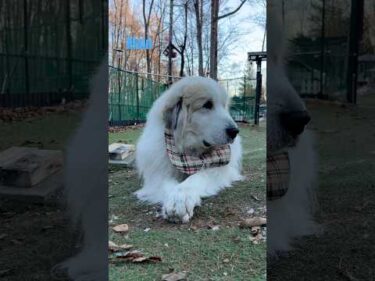 Alain アラン #greatpyrenees #todaysrunrun #グレートピレニーズ #今日のルンルン