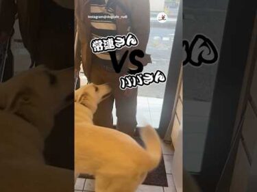 【検証】常連さん VS パパさん｜PECO #ホワイトスイスシェパード #大型犬 #愛犬家 #大型犬のいる生活 #whiteswissshepherd #dog #doglover #doglife