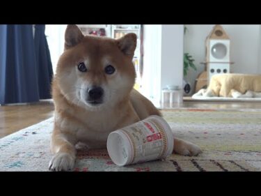 飼い主を振り向かせたい柴犬は意外な方法を使いました。