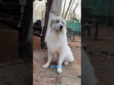 Alain アラン #greatpyrenees #todaysrunrun #グレートピレニーズ #今日のルンルン