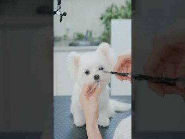 She Looks Like an Ermine! / オコジョみたいな可愛すぎるポメマル #トリミング #asmr #puppy #grooming #dogshorts