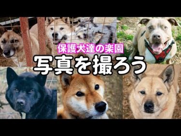 保護犬専門写真家になる事にしました