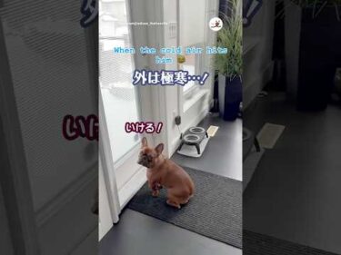 外の寒さをなめていたワンコ｜PECO#フレンチブルドッグ #子犬 #愛犬家 #フレブルのいる生活 #frenchbulldog #frenchbulldogpuppy #puppy