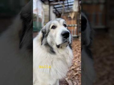 Belle ベル #greatpyrenees #todaysrunrun #グレートピレニーズ #今日のルンルン