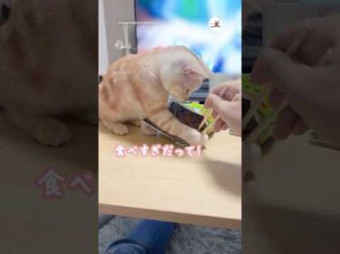 暴飲暴食を止める猫さん｜PECO #アメリカンショートヘア #茶トラ #猫 #愛猫家 #猫のいる暮らし #redtabby #americanshorthair #cat #catlover