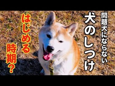 【犬のしつけ】躾を始める時期は？（仔犬と成犬）