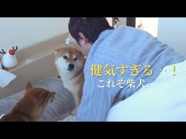 どうしたの？体調不良の飼い主を察知！柴犬の優しい行動に癒される。