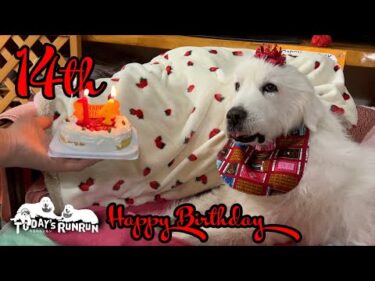 ペロリとケーキをたいらげて14歳になったルンルンです　Great Pyrenees　グレートピレニーズ