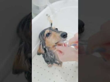 癒されるダックスのトリミング/ Relaxing Dog Grooming #トリミング #子犬 #asmr #puppy #grooming #癒し  #犬のいる暮らし #pets