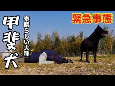 【感動】バレバレのドッキリを甲斐犬に仕掛けたら凄い絆が出来ていた