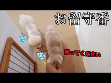 新居で初めて2人だけのお留守番を見たら愛犬の様子に早く帰りたくなりました【トイプードル】