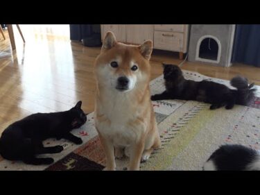 柴犬推しが止まらない猫！共存を超えた奇跡の関係に密着。