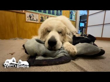 何度も何度も試行錯誤…枕の形には並々ならぬこだわりがあるアランです　Great Pyrenees　グレートピレニーズ