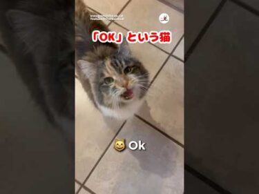 返事は「OK！」｜PECO @therealokcat #猫の鳴き声 #猫 #愛猫家 #猫のいる暮らし #meowingcat #meowingfunny #cat #catlover